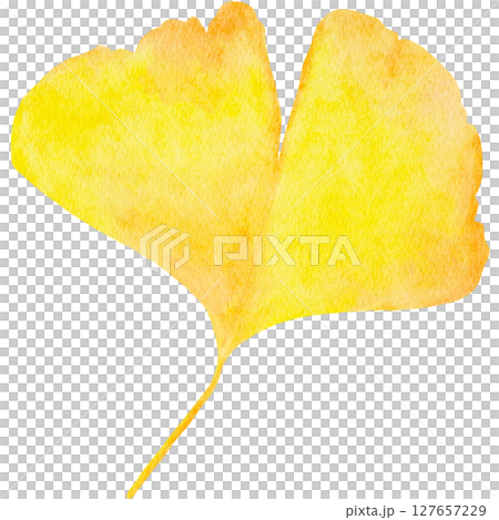 イチョウ 銀杏 秋 水彩 イラスト イチョウ 銀杏 秋 水彩 イラスト 127657229