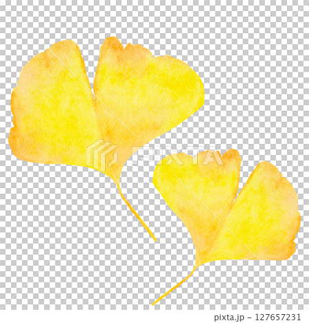 Ginkgo, ginkgo, autumn, watercolor, illustration 127657231