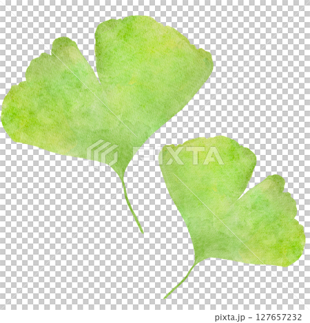 Ginkgo, ginkgo, autumn, watercolor, illustration 127657232