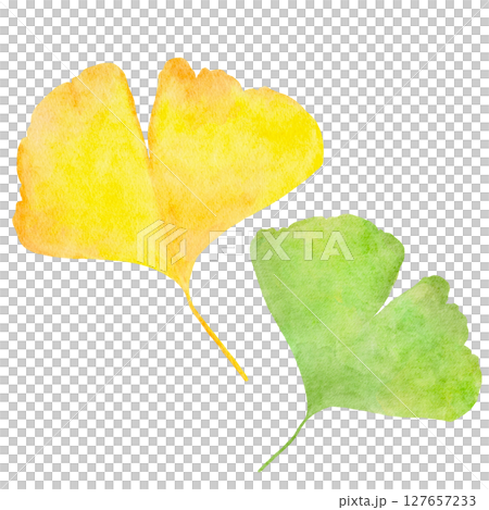 Ginkgo, ginkgo, autumn, watercolor, illustration Ginkgo, ginkgo, autumn, watercolor, illustration 127657233