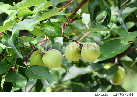 梅の実「豊後」 Japanese apricot ,Ume fruit 梅の実「豊後」 Japanese apricot ,Ume fruit 127657241