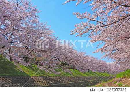 満開の桜がずらりと続く佐保川 満開の桜がずらりと続く佐保川 127657322