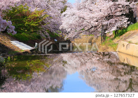 川面に映り込む満開の桜 川面に映り込む満開の桜 127657327