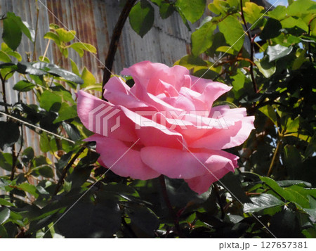 トタン小屋前のピンクのバラの花（日差しを浴びた道端のクイーン・エリザベス） 127657381