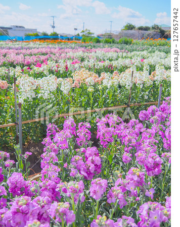 白間津のお花畑（千葉県南房総市） 127657442