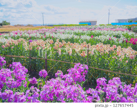 白間津のお花畑（南房総市） 127657445