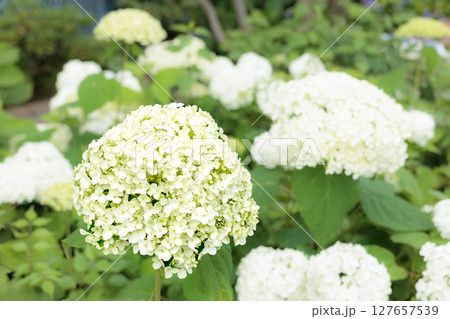 梅雨空に色彩鮮やかに咲き誇るアジサイの花 梅雨空に色彩鮮やかに咲き誇るアジサイの花 127657539