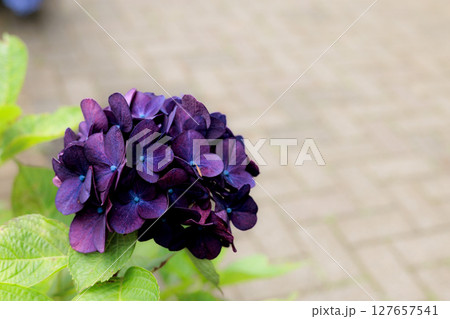 梅雨空に色彩鮮やかに咲き誇るアジサイの花 127657541