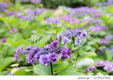 梅雨空に色彩鮮やかに咲き誇るアジサイの花 127657568