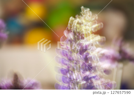 Dreamy, blurred image of purple lupine flowers in soft focus with pastel colors. Dreamy, blurred image of purple lupine flowers in soft focus with pastel colors. 127657590
