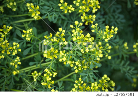 This close-up shot showcases the vibrant yellow flowers and lush green foliage of rue. This close-up shot showcases the vibrant yellow flowers and lush green foliage of rue. 127657591
