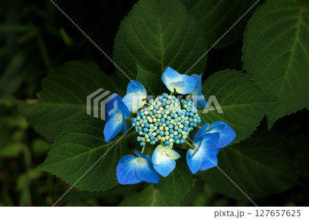 梅雨空に色彩鮮やかに咲き誇るアジサイの花 梅雨空に色彩鮮やかに咲き誇るアジサイの花 127657625