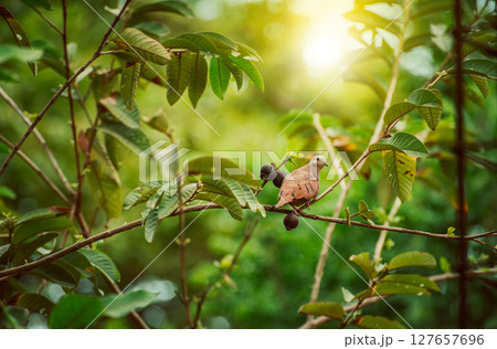 Portrait of a reddish dove on a tree branch looking at the camera Portrait of a reddish dove on a tree branch looking at the camera 127657696