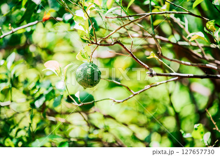 Indian lemon season. Close up of green lemons in an orchard. Green lemon harvest Indian lemon season. Close up of green lemons in an orchard. Green lemon harvest 127657730