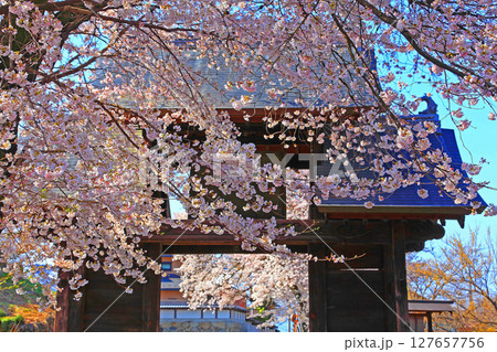 山門に覆いかぶさるような満開の桜 127657756