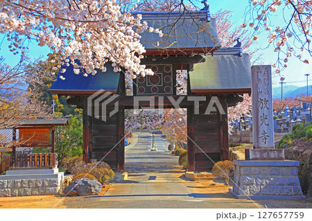 山門に覆いかぶさるような満開の桜 127657759