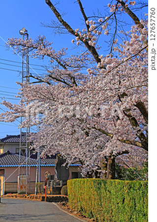 放光寺境内に植えられた満開の桜 127657760