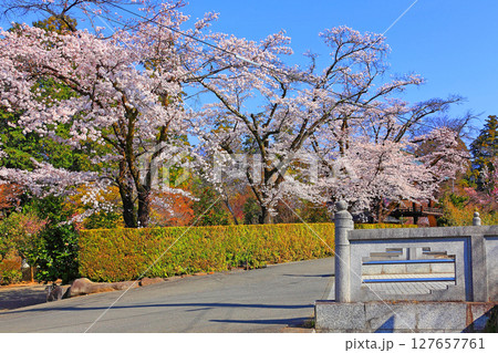 放光寺境内に植えられた満開の桜 127657761