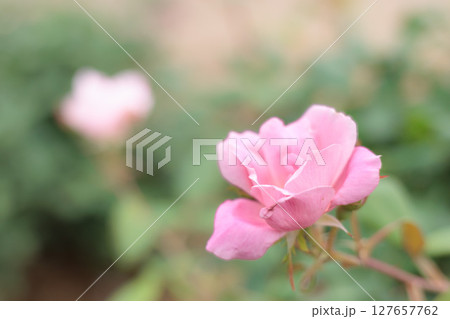 多くの人々の心を癒す色とりどりに咲き誇るバラの花たち 127657762