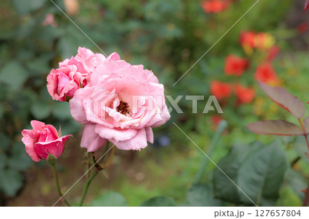 多くの人々の心を癒す色とりどりに咲き誇るバラの花たち 多くの人々の心を癒す色とりどりに咲き誇るバラの花たち 127657804