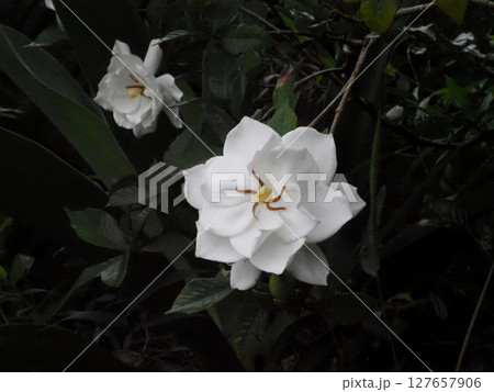 八重咲きのクチナシのクローズアップ（オオヤエクチナシの白い花） 127657906