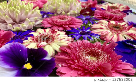 5月の花手水クローズアップ(ガーベラ・パンジー・サイネリア・菊)〈菅生神社/愛知県岡崎市〉 127658008