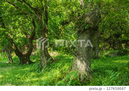 余呉湖畔の雑木林　滋賀県長浜市余呉町 127658087