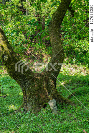 余呉湖畔の雑木林　滋賀県長浜市余呉町 127658089