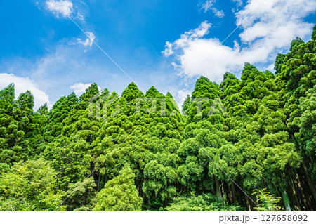 余呉湖畔の針葉樹林 滋賀県長浜市余呉町 余呉湖畔の針葉樹林 滋賀県長浜市余呉町 127658092