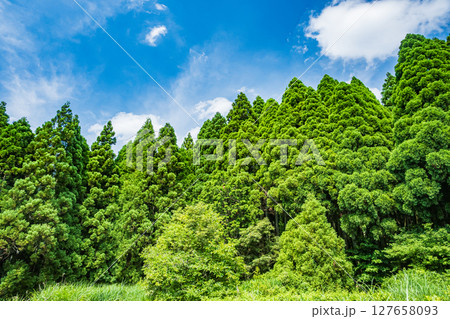 余呉湖畔の針葉樹林　滋賀県長浜市余呉町 127658093