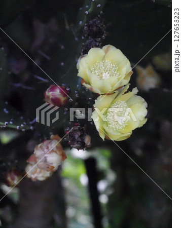 二輪のウチワサボテンの黄色い花のクローズアップ(花とつぼみをつけた仙人掌) 二輪のウチワサボテンの黄色い花のクローズアップ(花とつぼみをつけた仙人掌) 127658223
