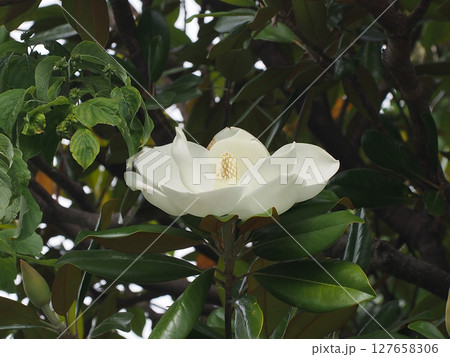 公園のタイサンボク（泰山木の白い花のクローズアップ）  127658306