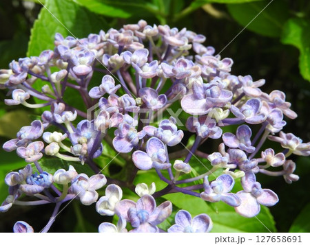 オタフクアジサイ（江戸時代に作出され古くから親しまれるガクアジサイ系の園芸品種） 127658691