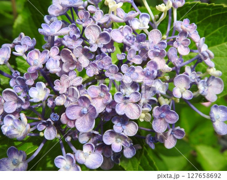 オタフクアジサイ（江戸時代に作出され古くから親しまれるガクアジサイ系の園芸品種） 127658692