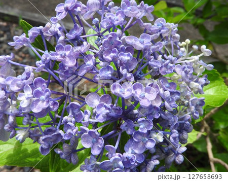 オタフクアジサイ（江戸時代に作出され古くから親しまれるガクアジサイ系の園芸品種） 127658693