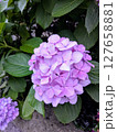 薄紫色の紫陽花【梅雨素材】 127658881