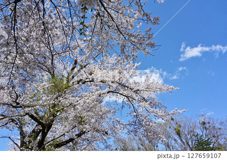 満開の忍野八海の桜満開の忍野八海の桜 127659107
