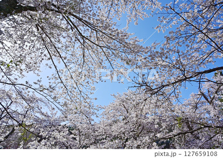 満開の忍野八海の桜満開の忍野八海の桜 満開の忍野八海の桜満開の忍野八海の桜 127659108
