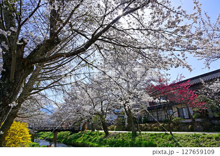 満開の忍野八海の桜満開の忍野八海の桜 127659109
