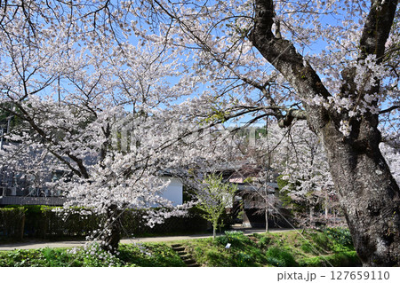 満開の忍野八海の桜満開の忍野八海の桜 満開の忍野八海の桜満開の忍野八海の桜 127659110