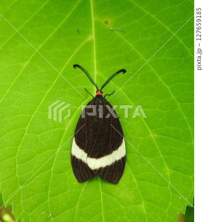 紫陽花の葉にとまる「ホタルガ」 紫陽花の葉にとまる「ホタルガ」 127659185