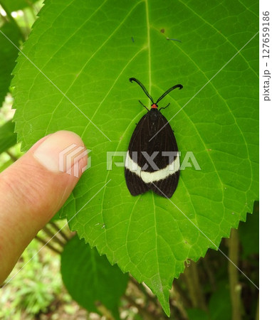 紫陽花の葉にとまる「ホタルガ」 紫陽花の葉にとまる「ホタルガ」 127659186
