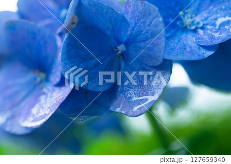 雨の日の青い紫陽花 127659340