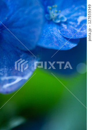 雨の日の青い紫陽花 127659349