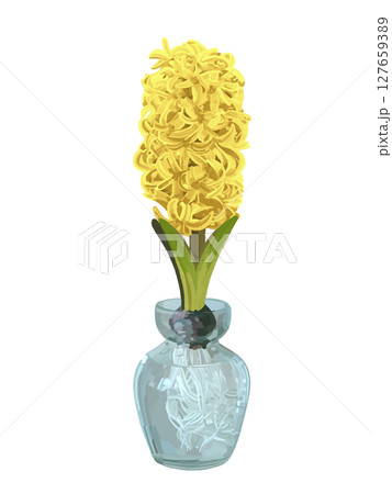 ヒヤシンス(花瓶付き)イエロー ヒヤシンス(花瓶付き)イエロー 127659389