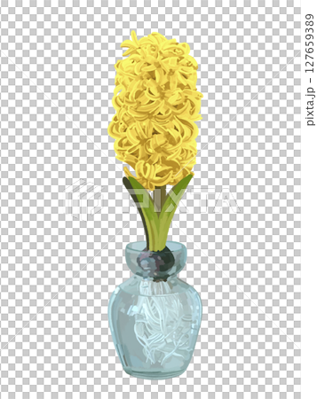 ヒヤシンス(花瓶付き)イエロー ヒヤシンス(花瓶付き)イエロー 127659389