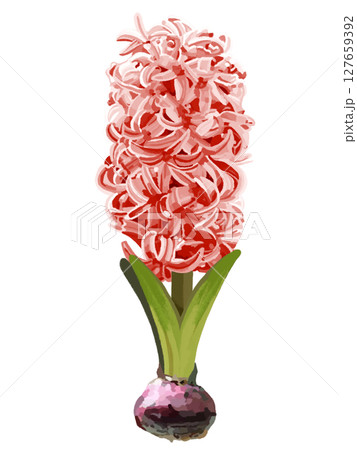 ヒヤシンス（球根付き）レッド 127659392