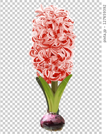 ヒヤシンス（球根付き）レッド 127659392