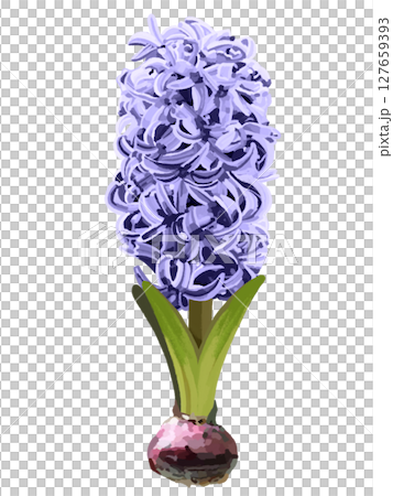 ヒヤシンス（球根付き）パープル 127659393