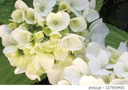 アジサイの花 127659401